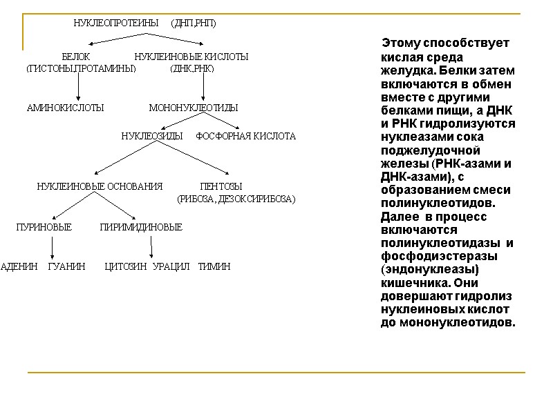 Этому способствует кислая среда желудка. Белки затем включаются в обмен вместе с другими белками